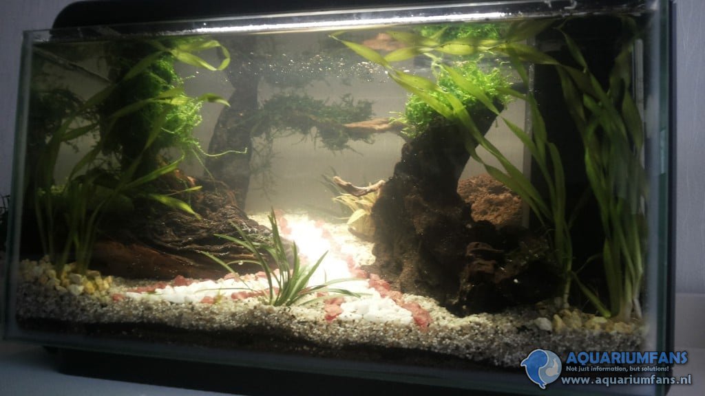 Eerste keer aquascape