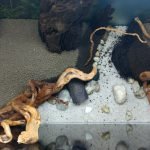 Hardscape boven aanzicht