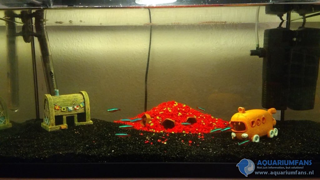 Kardinaal tetras