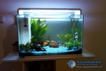 Mijn 60 L aquariumpje