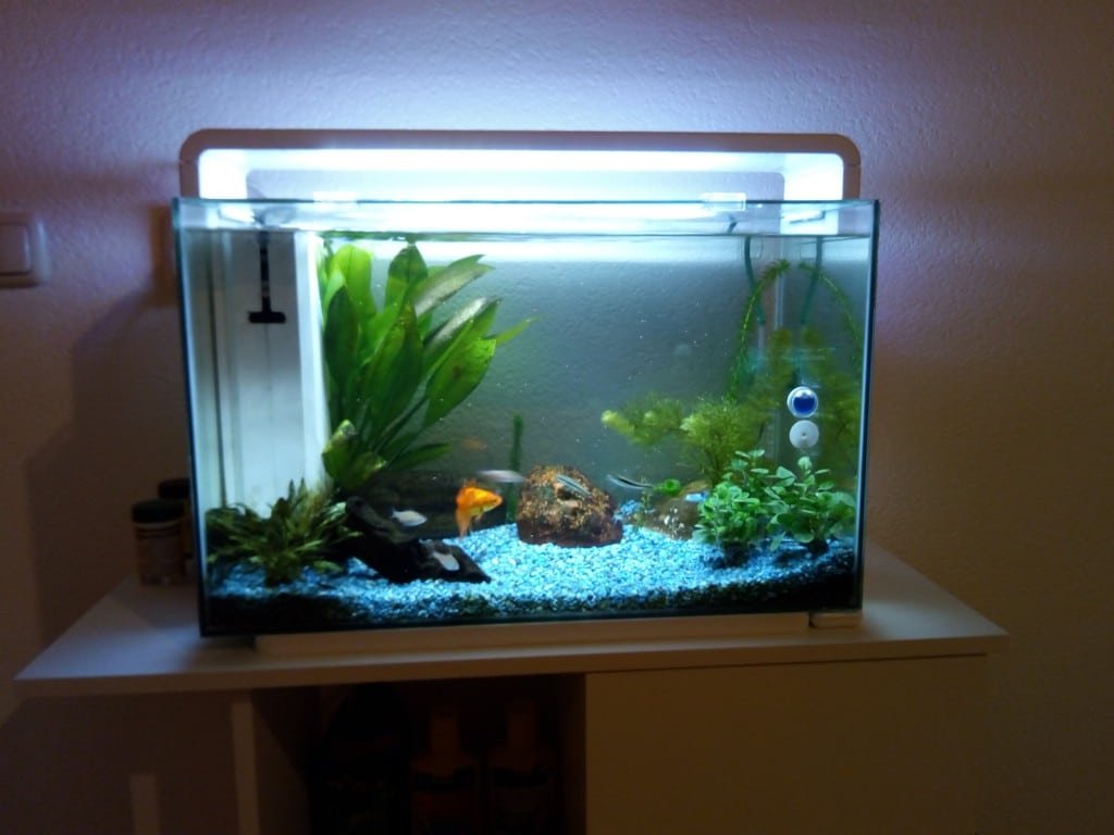 Mijn 60 L aquariumpje