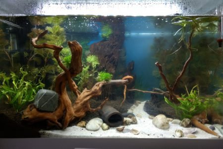 Opstart Amazone bekken