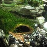 Oranje dwergkreeft Ster