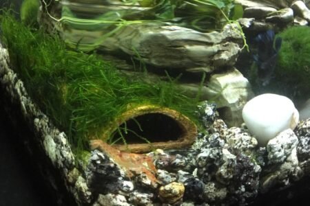 Oranje dwergkreeft Ster