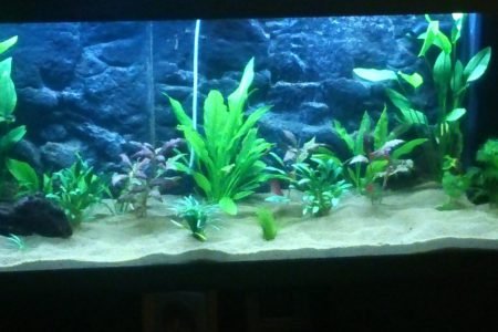 Planten met de nieuwe led verlichting 1