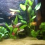 Planten met de nieuwe led verlichting