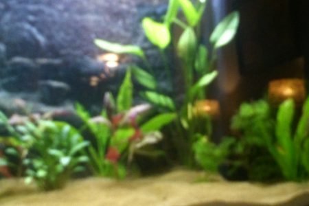 Planten met de nieuwe led verlichting