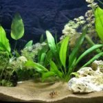 de eerste vissen in het op nieuw gestart aquarium 1