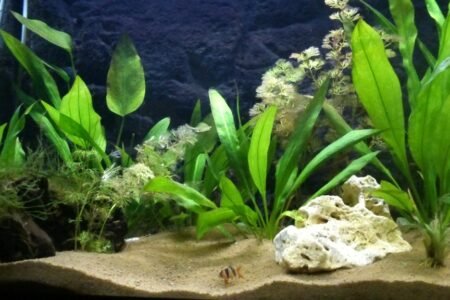 de eerste vissen in het op nieuw gestart aquarium 1