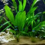 de eerste vissen in het op nieuw gestart aquarium