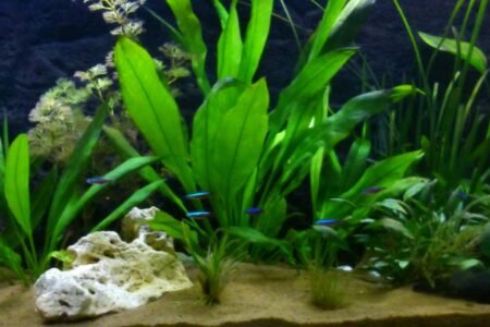 de eerste vissen in het op nieuw gestart aquarium