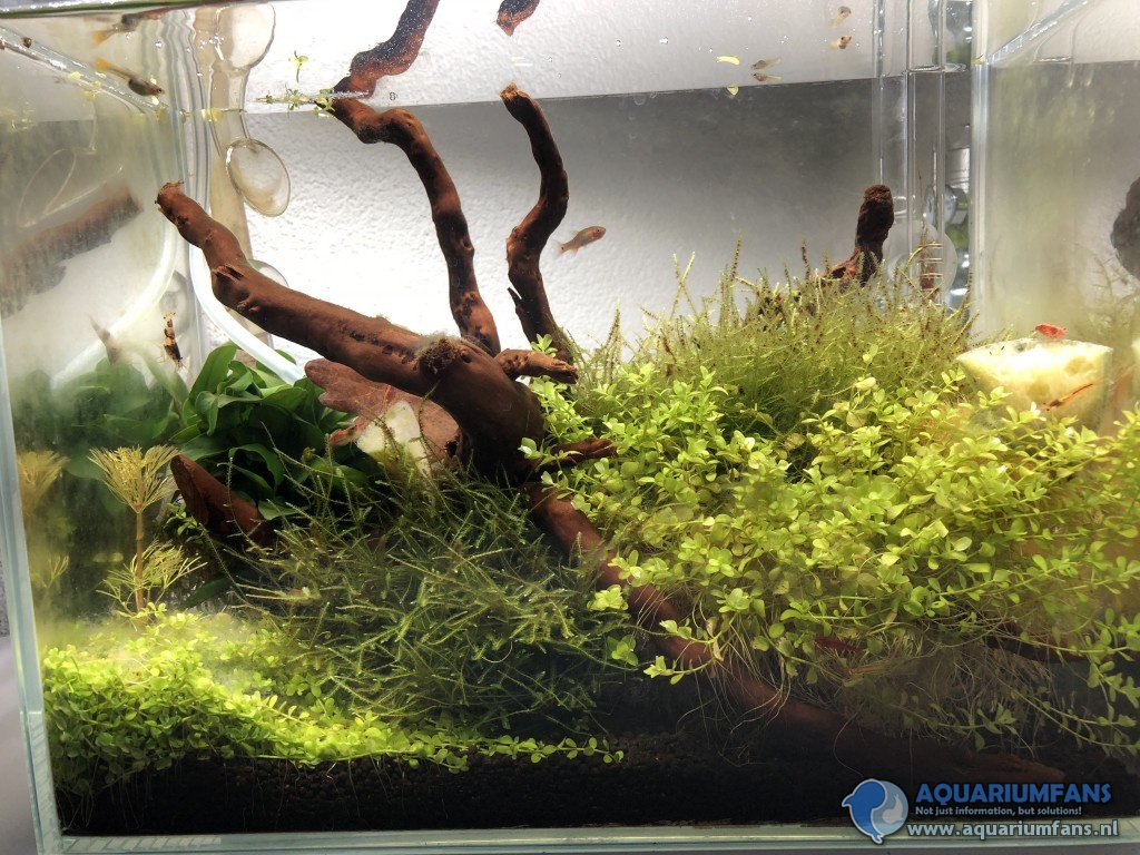 nano met garnalen
