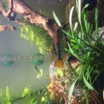 Apistogramma macmasteri 1 koppel