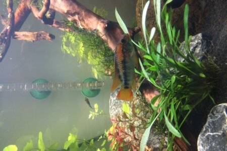 Apistogramma macmasteri 1 koppel