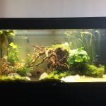 Aquascaped gezelschapsbak