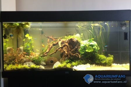 Aquascaped gezelschapsbak