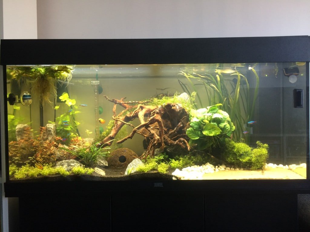 Aquascaped gezelschapsbak