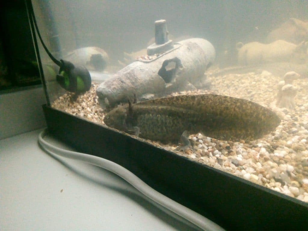 Axolotl 1