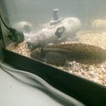 Axolotl 1