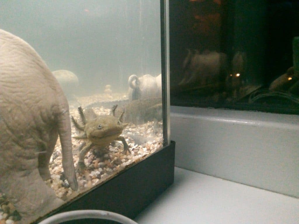Axolotl 2