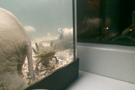 Axolotl 2