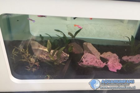 Tafelaquarium met guppies