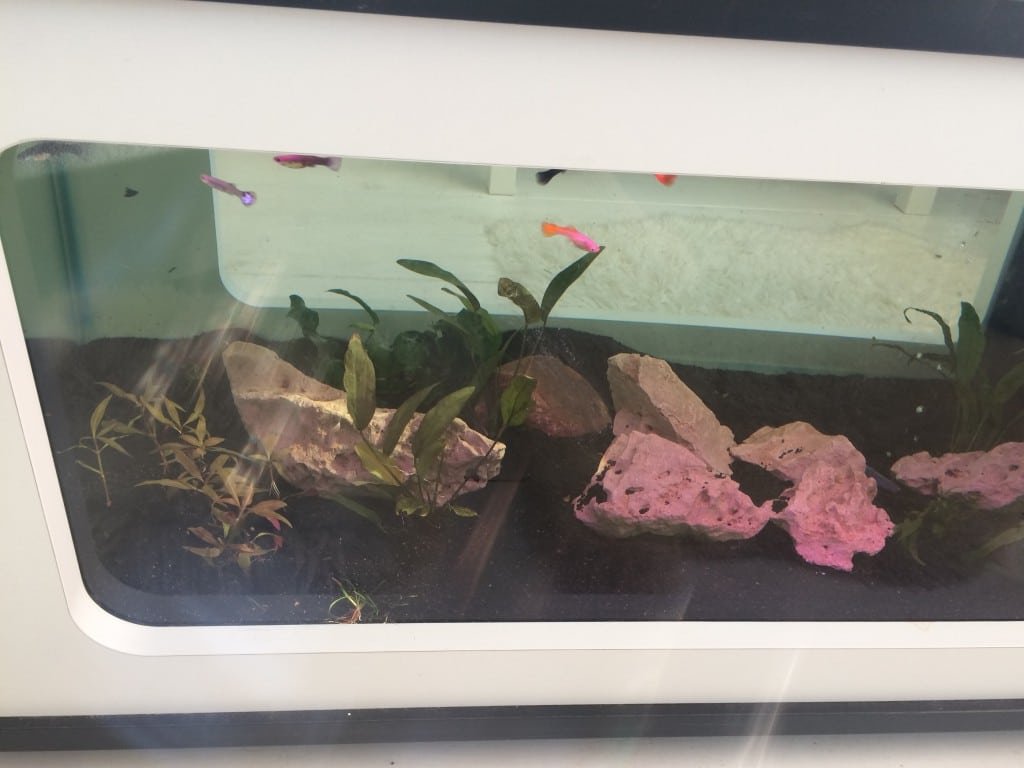Guppies