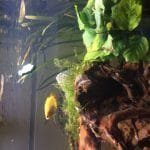 Honing gourami 1koppel