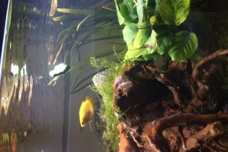 Honing gourami 1koppel