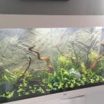 Nieuwe aquarium