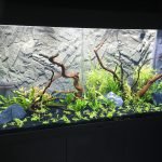 Nieuwe aquarium 2