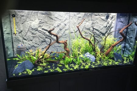 Nieuwe aquarium 2