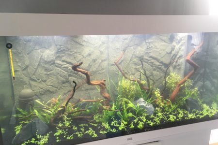 Nieuwe aquarium