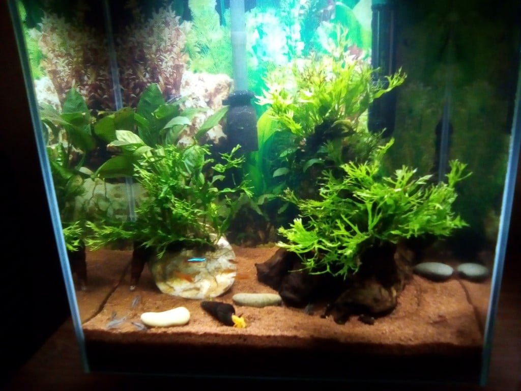 Onze pas aangeschafte reeds ingerichte Fluval Edge