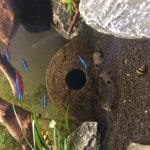 Panda corydoras 6 stuks