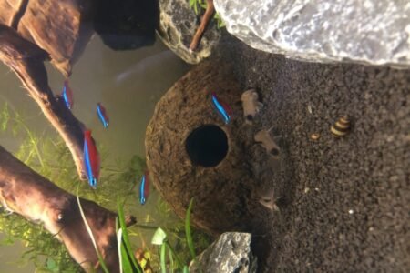 Panda corydoras 6 stuks