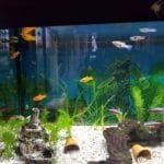 6 Plattys3 guppys3 neon tetras1 grondkuiser en slakjes