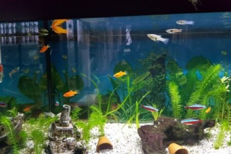 6 Plattys3 guppys3 neon tetras1 grondkuiser en slakjes