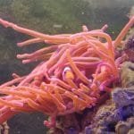 Clownvis in een rode tepelanemoon