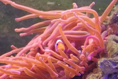 Clownvis in een rode tepelanemoon