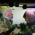 Discus en Maancus