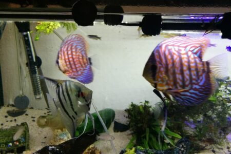 Discus en Maancus