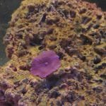 Eerste stukje koraal