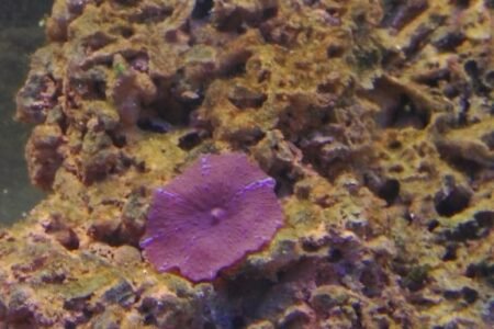 Eerste stukje koraal