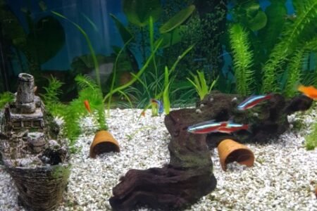 Gezonken boot stronk en kleine bloempotjes