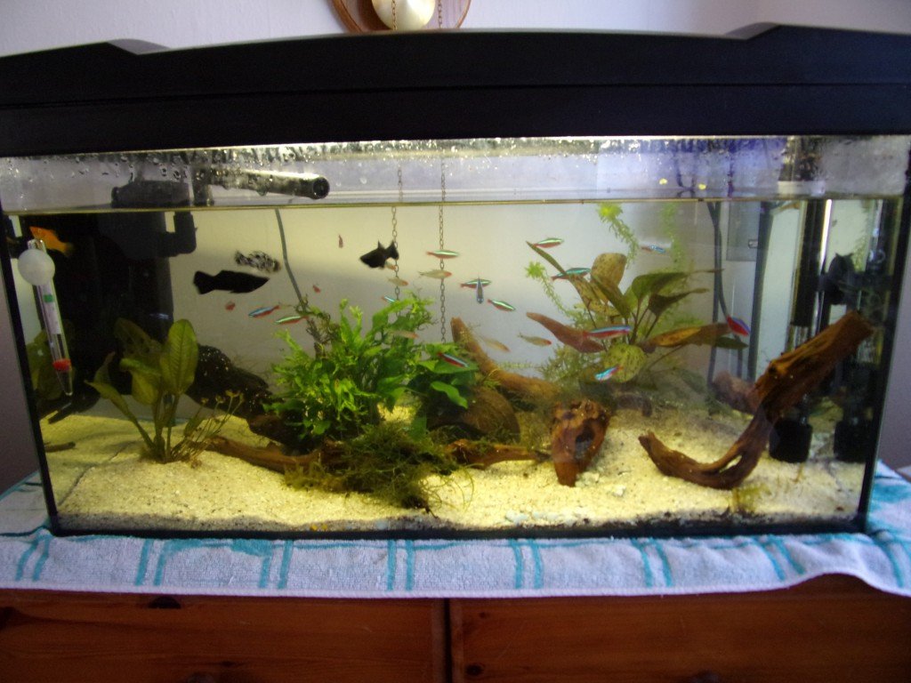 Mijn Aquarium 1