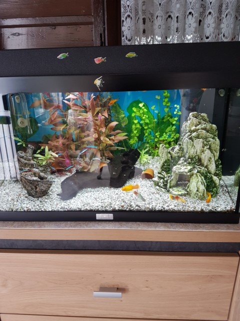 Mijn aquarium