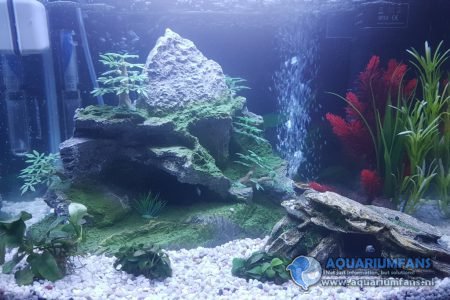 Nieuwe aquarium