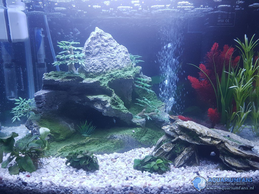 Nieuwe aquarium