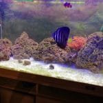 Overzicht zoutwater bak